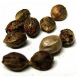 Семена марихуаны АК-47  (Seeds AK-47) в Выборге